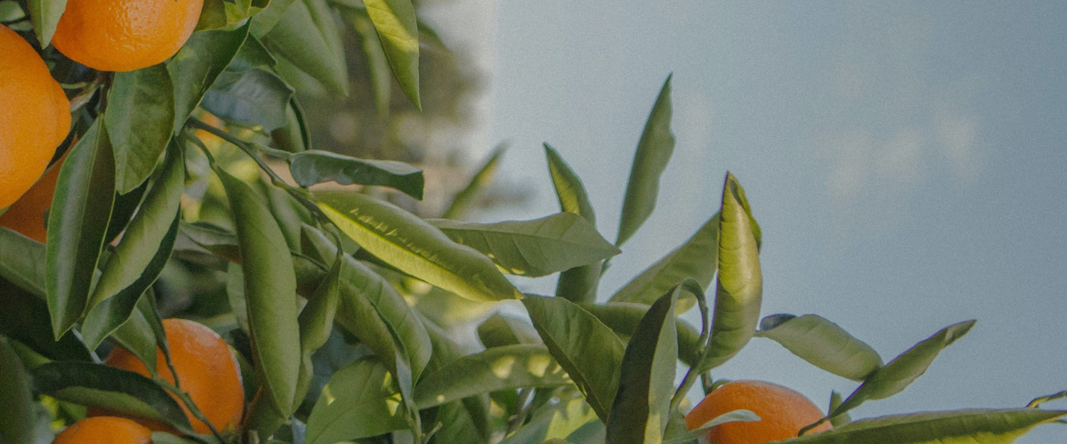 SunLeaf®