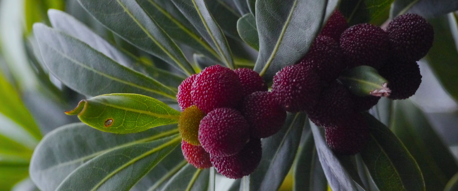 BayBerry Balsam Essential Oil – SunLeaf®